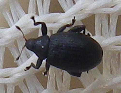 Réf. 235 571 : Rhamphus oxyacanthae
